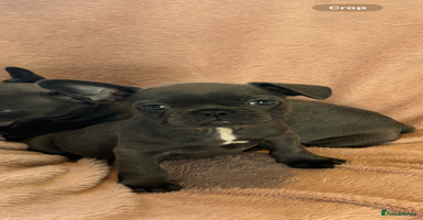 French Bulldog dogs - Advert 4