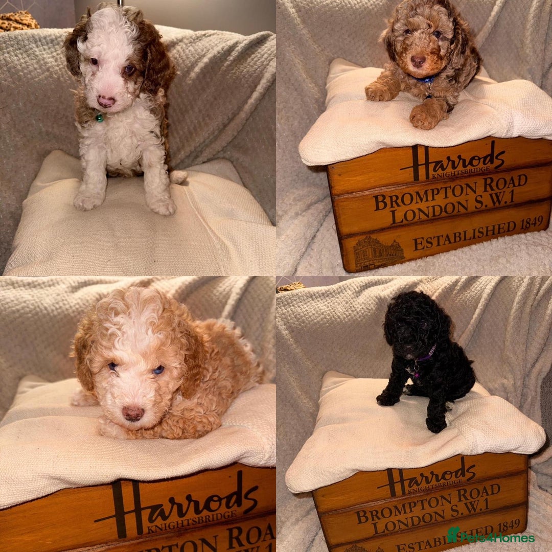 Cavapoo dogs for sale: 2 Male 2 Female unique colours Cavapoo’s - Advert 3