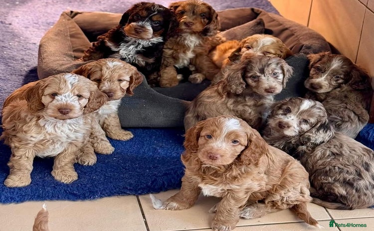 Cockapoo dogs - Advert 2
