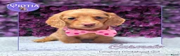 Miniature Dachshund dogs for sale: 🐾💜 EXCEPTIONAL KC MINIATURE DACHSHUND PUPS in Castle Douglas - Advert 5