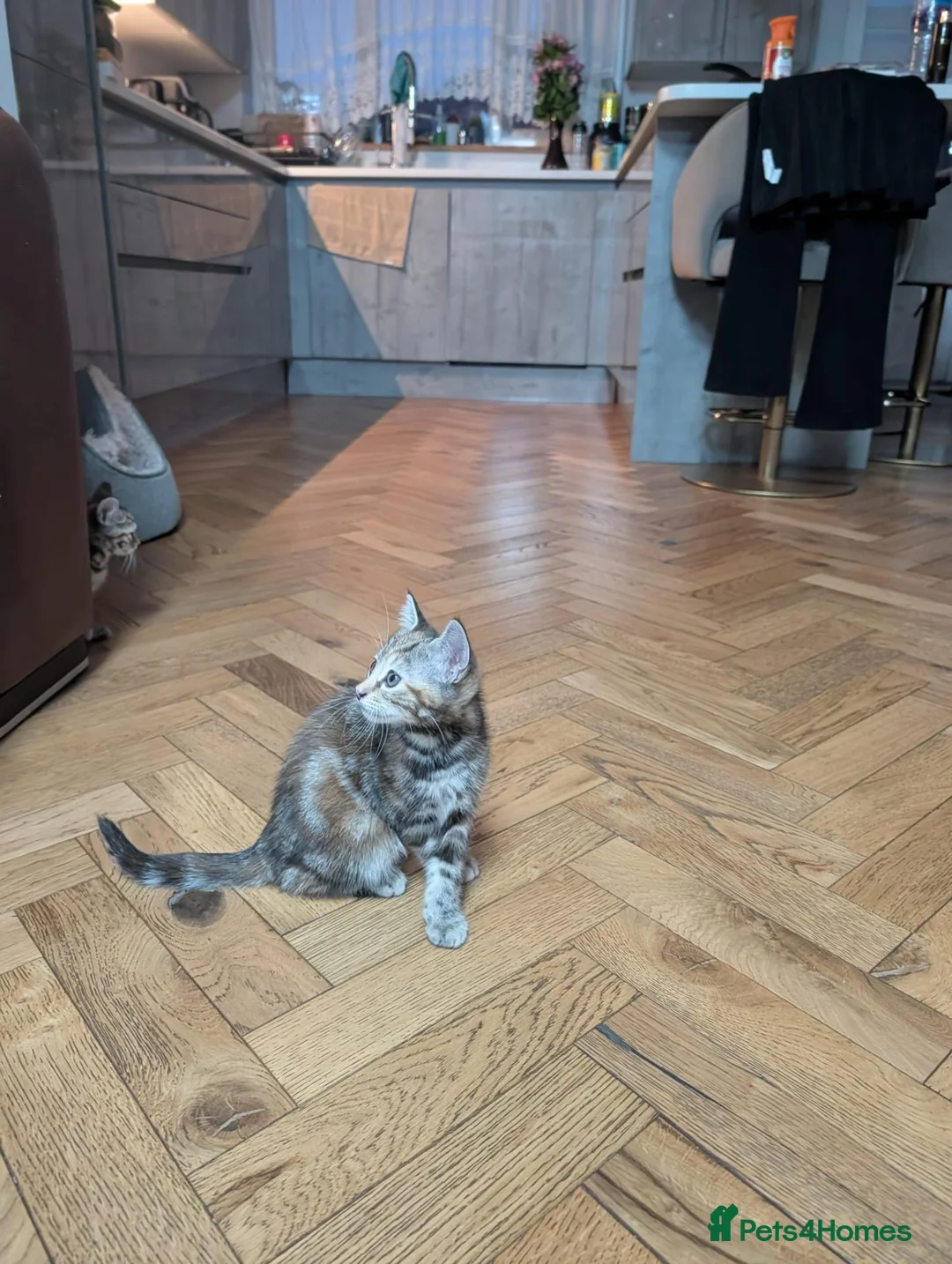 Toyger cats for sale: 🐾 Two Beautiful Tiger Kittens Looking  Homes 🐾   in London - Advert 7