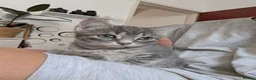 Mixed Breed cats for sale: Grey Tabby Female Kitten – British Shorthair Mix - Advert 9