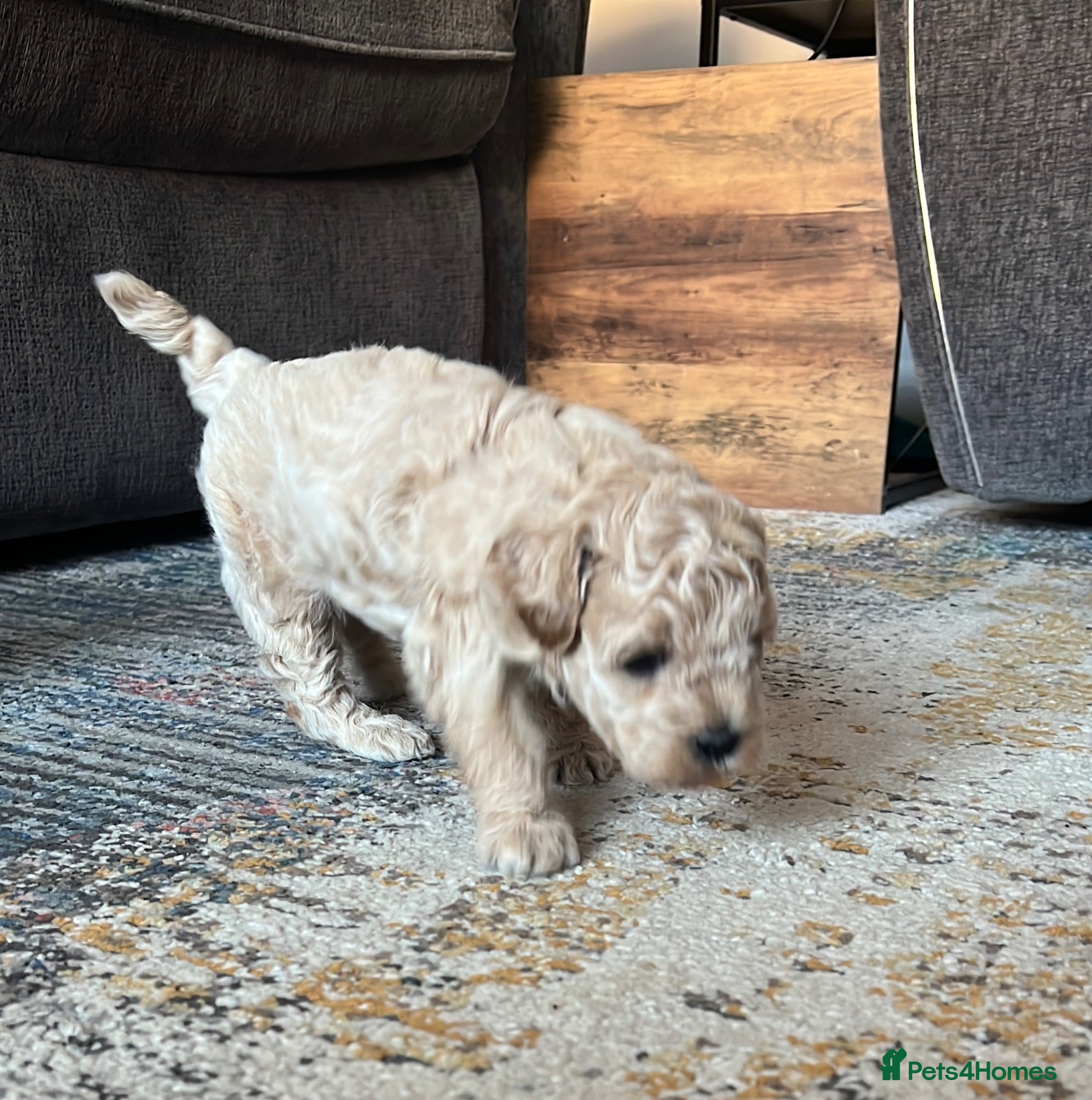 Mixed Breed dogs Male Shihchon puppy - Advert 2
