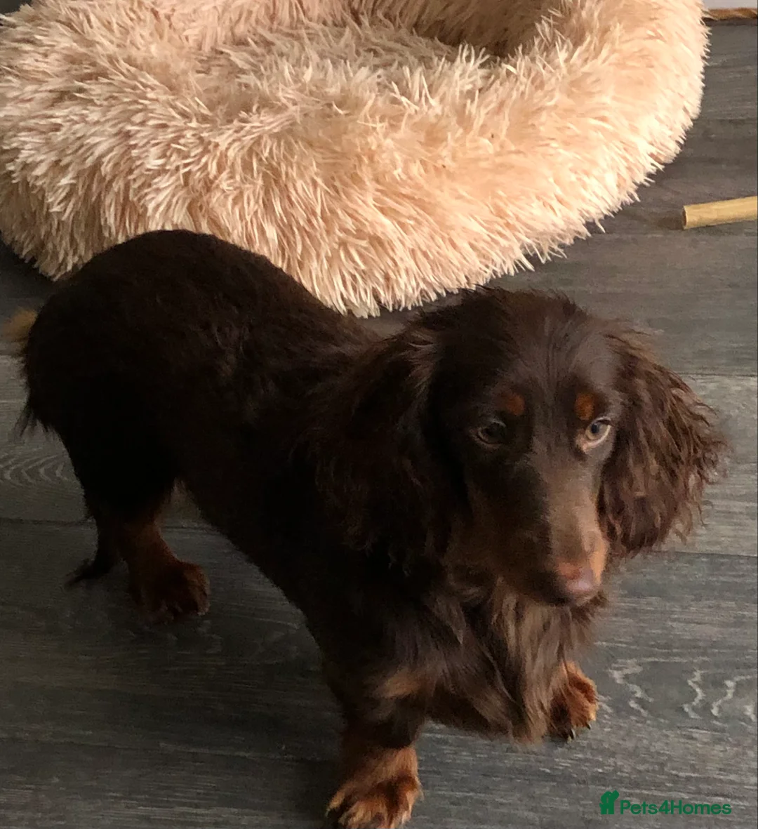 Miniature Dachshund dogs for sale: Miniature Dachshund  - Advert 8