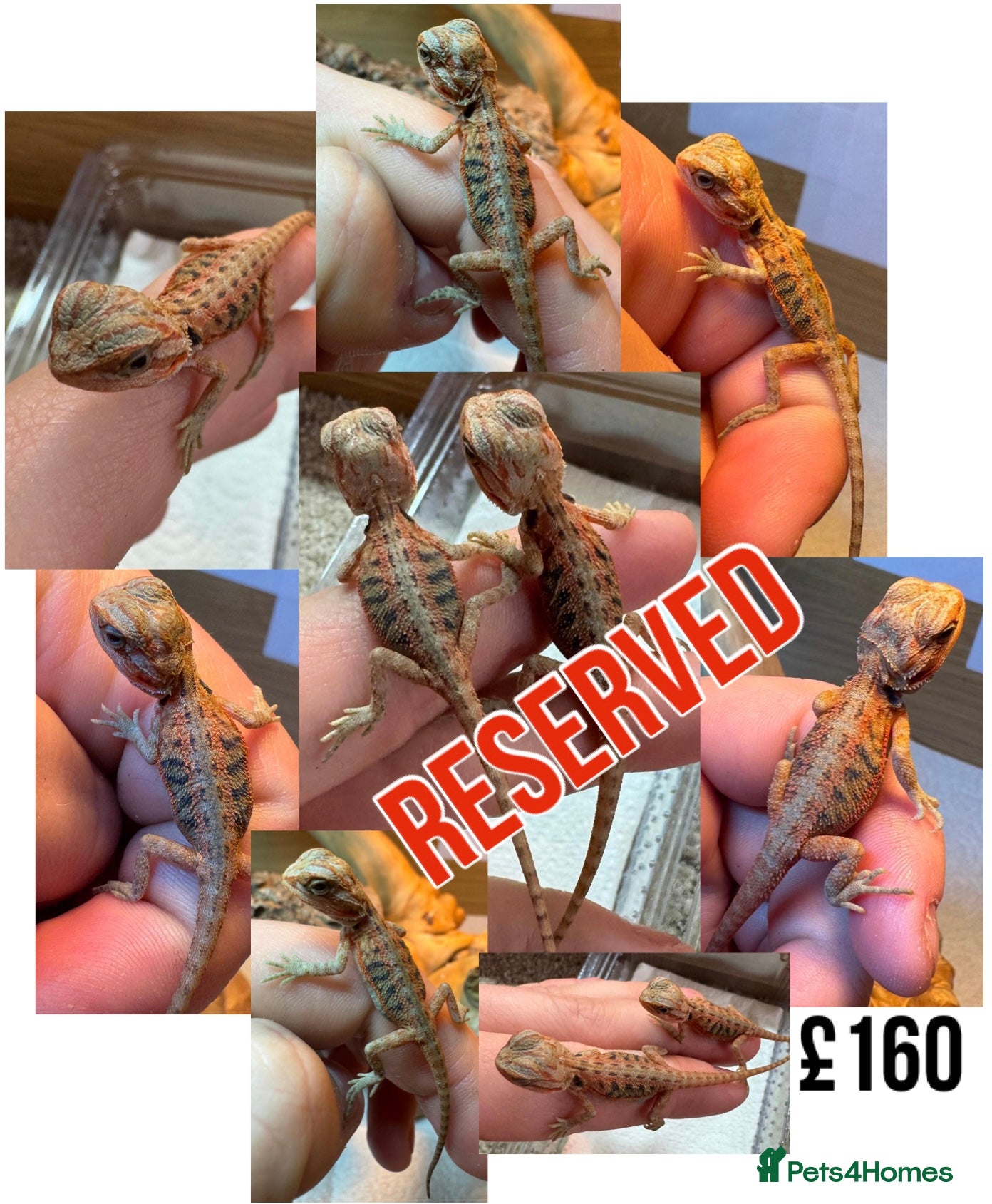 Bearded Dragon reptiles for sale: Baby Bearded Dragons For Sale! - Advert 30
