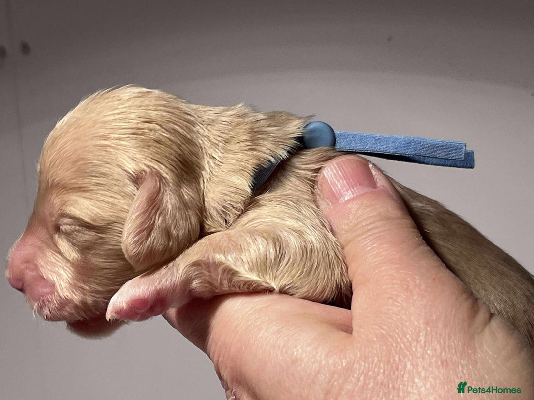 Miniature Dachshund dogs for sale: 5*Licensed+CREAMLONGHAIR+KCreg+PRACLEAR+Vetchecked - Advert 14