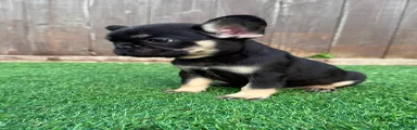French Bulldog 3