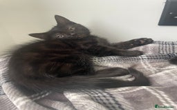 Mixed Breed cats for sale:  Adorable Kittens Ready for Their Forever Homes!  - Image 2