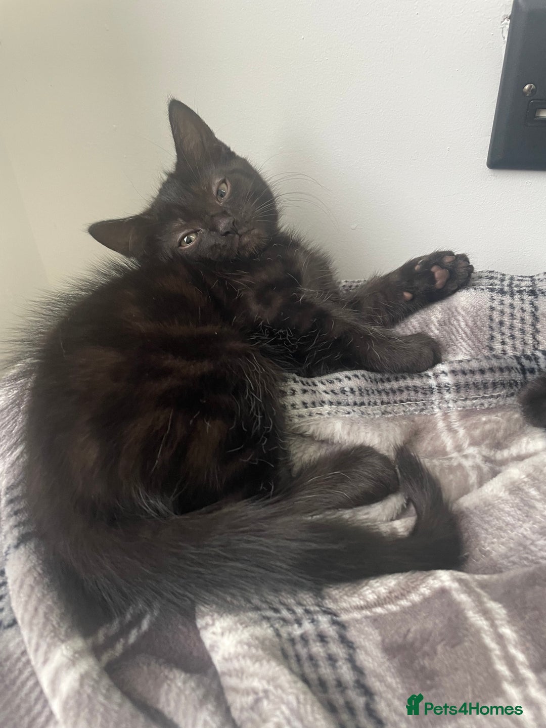 Mixed Breed cats for sale:  Adorable Kittens Ready for Their Forever Homes!  - Image 2