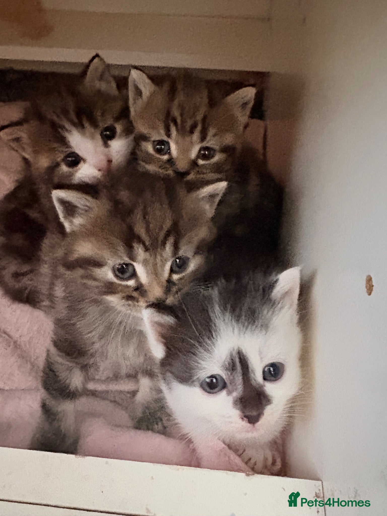 Mixed Breed cats 4 kittens  - Advert 1