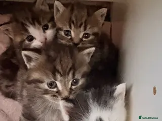 Mixed Breed cats 4 kittens - Advert 2