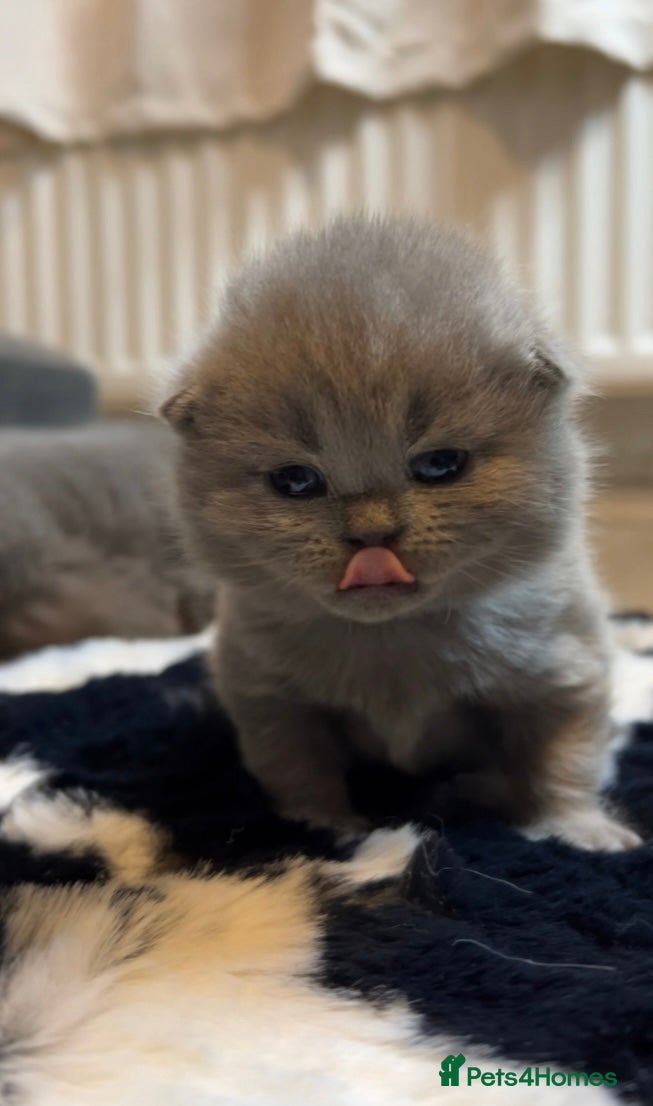 British Shorthair cats 100% Pure Pedigree Champion line Bsh Reg. Kitten - Advert 2