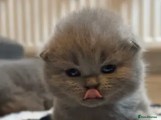 British Shorthair cats 100% Pure Pedigree Champion line Bsh Reg. Kitten - Advert 2