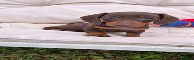 Miniature Dachshund 7