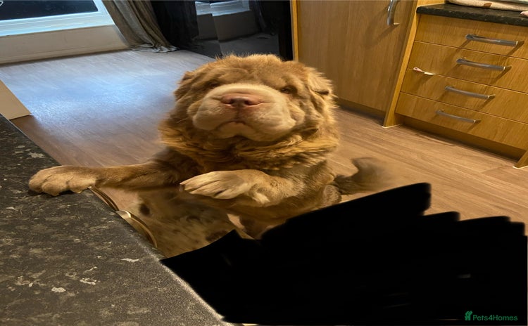 Shar Pei dogs - Advert 1