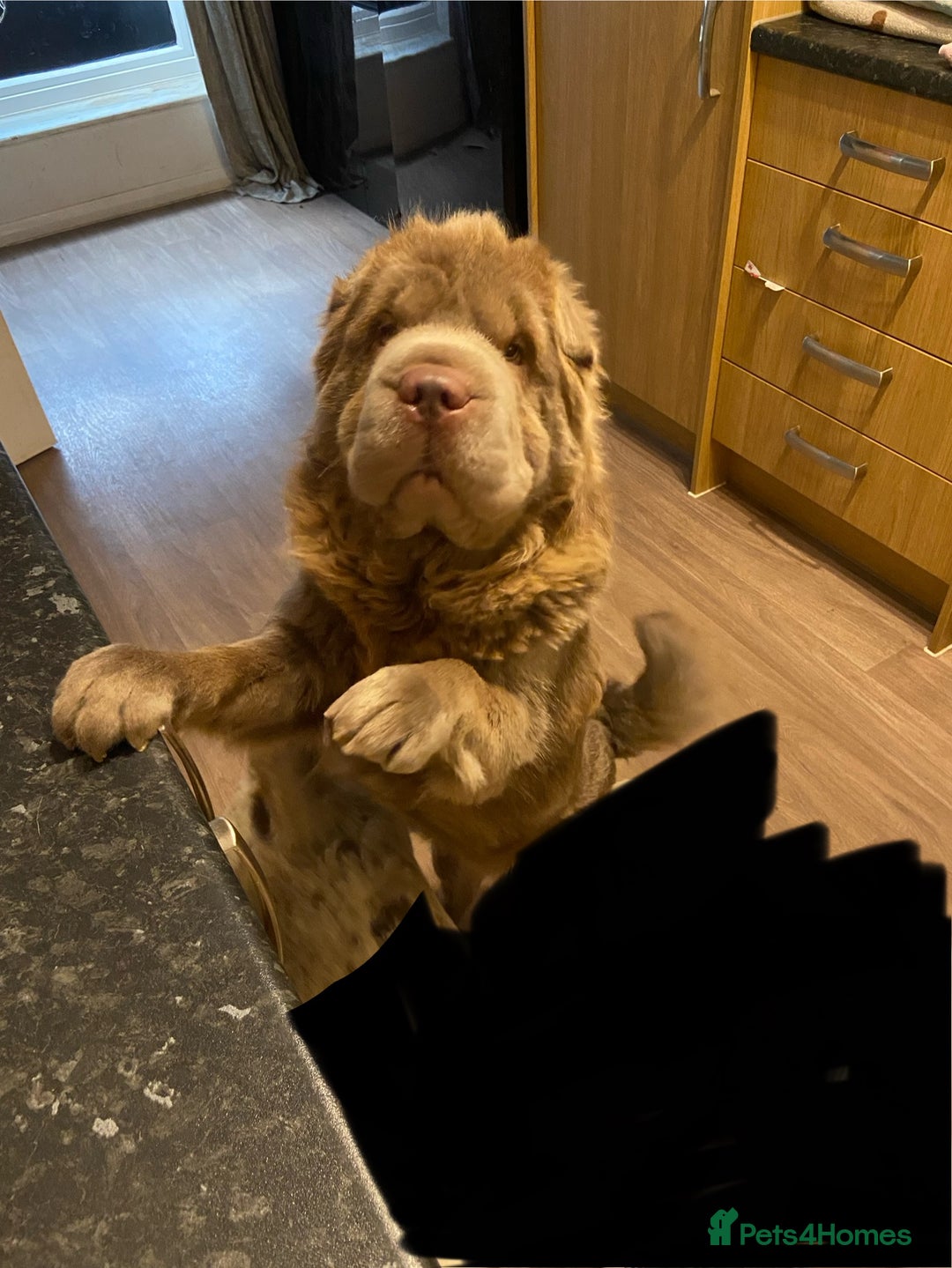 Shar Pei dogs for sale: Lilac bear coat Shar pei for sale  - Image 1