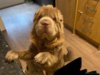 Shar Pei dogs - Advert 23