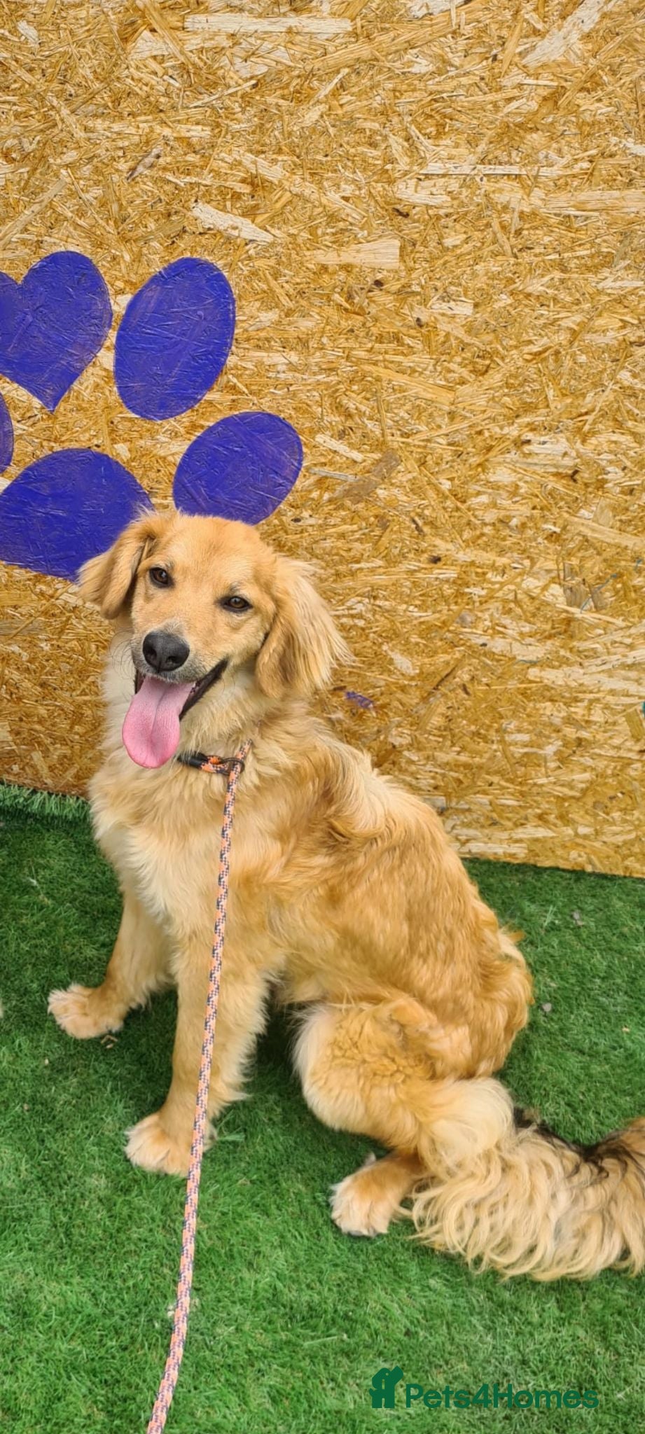 Golden Retriever dogs Tally female.  - Advert 2