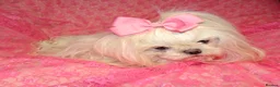 Maltese dogs for sale: Babydoll KC Registered Korean Maltese Adult Girl in Bishop Auckland - Advert 20