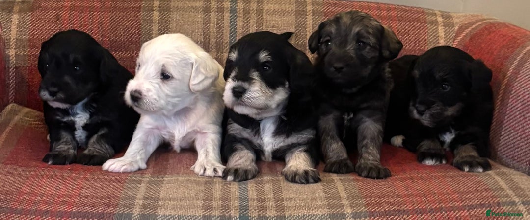 Schnoodle dogs for sale: Beautiful Schnoodle Puppies KC Reg Parents!!  - Image 4