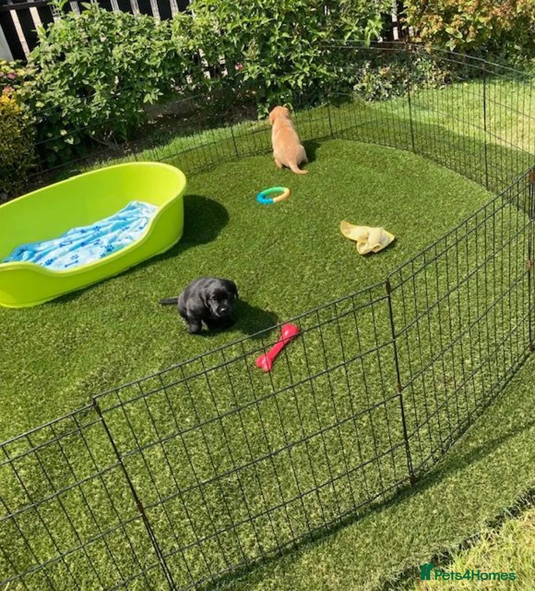 Labrador Retriever dogs for sale: Beautiful Labrador retrievers    - Advert 2