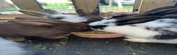 Mixed Breed rabbits for sale: 6 beautiful bunnies ✨✨ - Advert 5