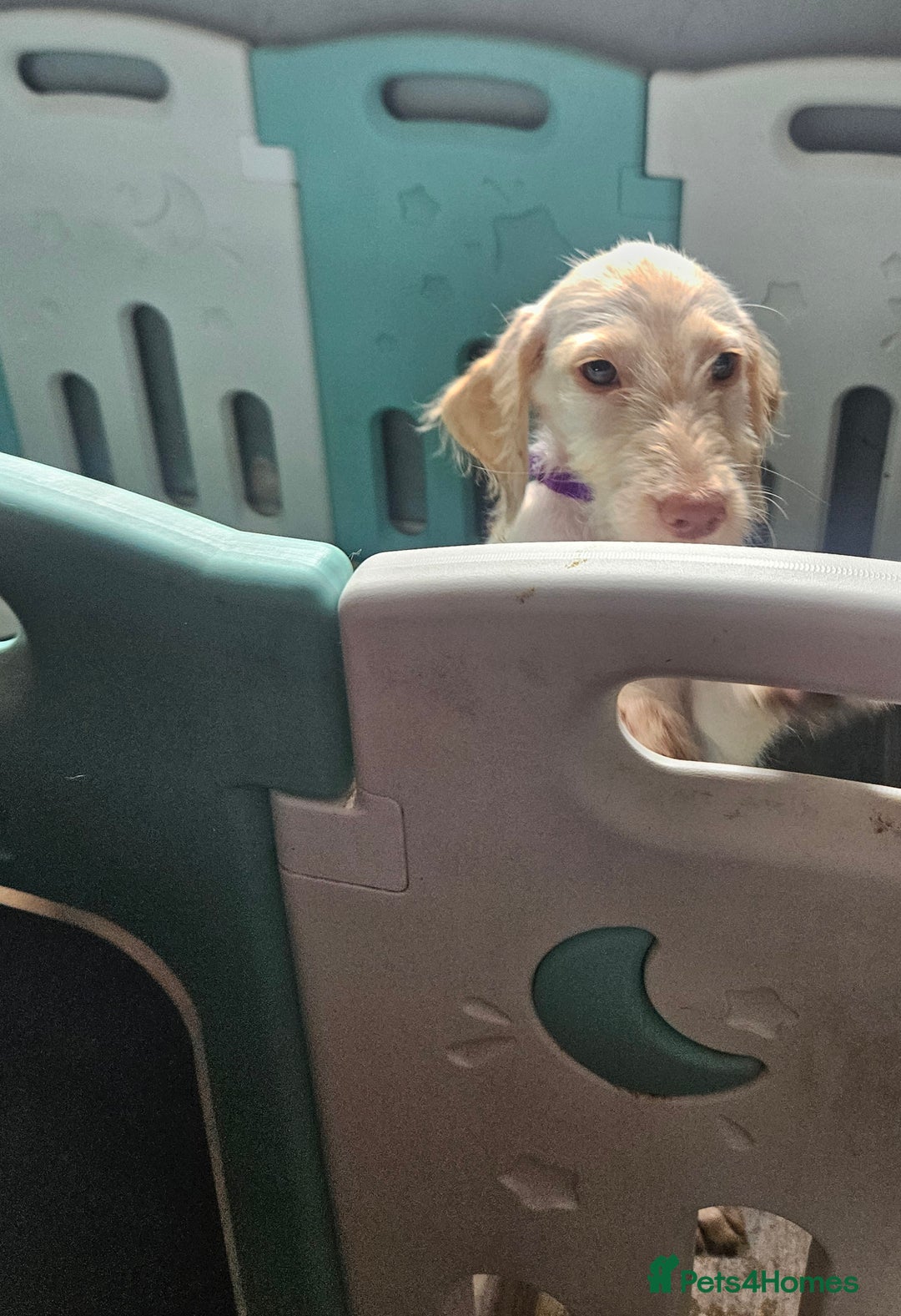 Labradoodle dogs for sale: 8 standard labradoodles, 1 left, beautiful pups in Stourbridge - Image 3