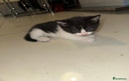 British Shorthair cats for sale: British Shorthair x Striped Tabby Kittens –2 Males - Image 15