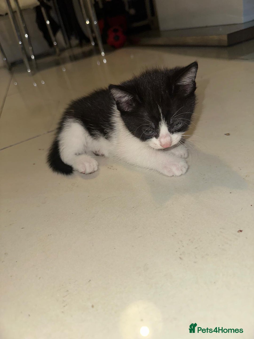British Shorthair cats for sale: British Shorthair x Striped Tabby Kittens –2 Males - Image 15