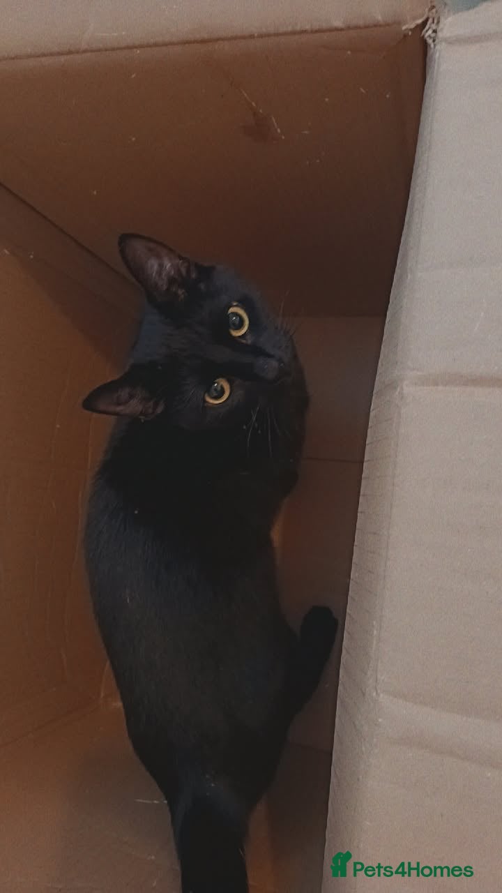 Mixed Breed cats 2 kittens available  - Advert 1