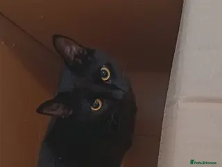 Mixed Breed cats 2 kittens available - Advert 1