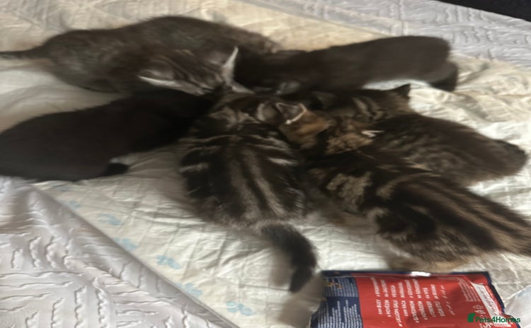Mixed Breed cats - Advert 1