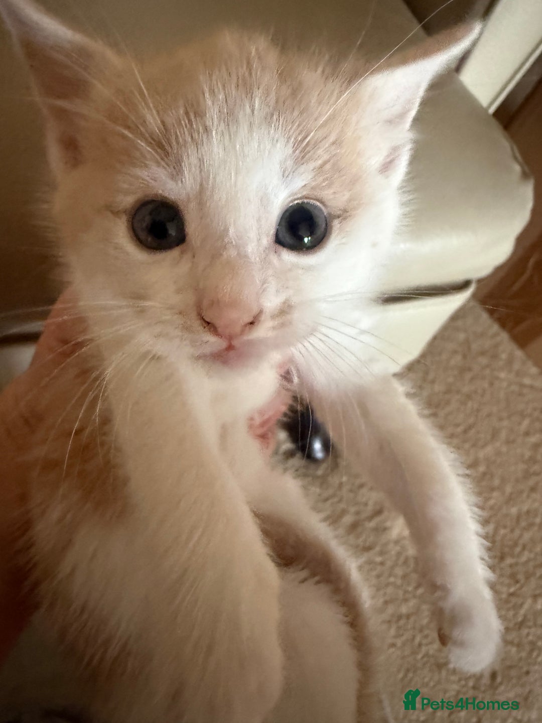 Ragdoll cats for sale: Part rag doll kittens  - Advert 15