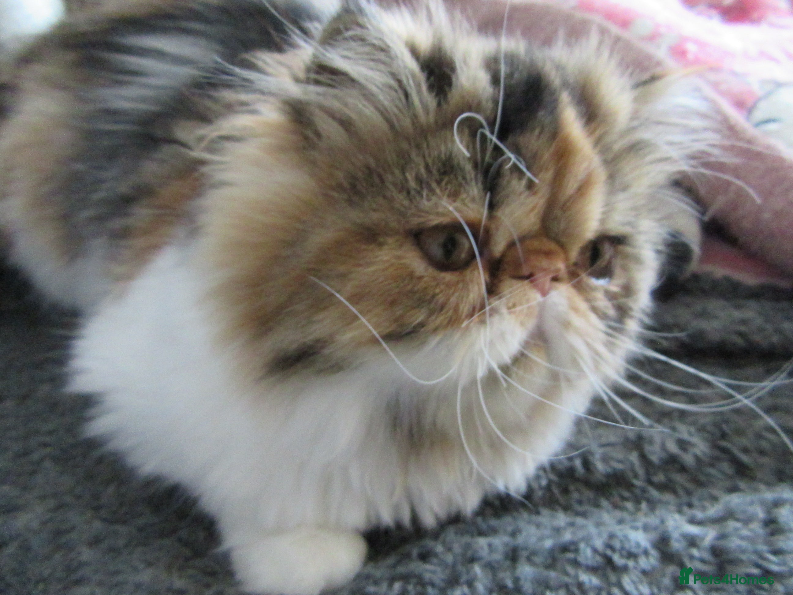 Persian cats for sale: Adorable Persian female kitten Ready now - Advert 16