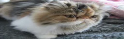 Persian cats for sale: Adorable Persian female kitten Ready now - Advert 13