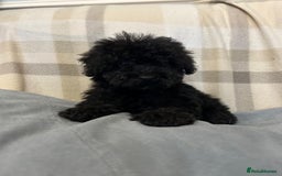 Toy Poodle dogs for sale: Beautiful toy poodle puppies  - Image 2