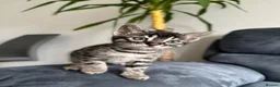 Bengal cats for sale: Bengal Kitten For Sale (Ready to go - Last One) - Advert 20