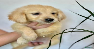 Golden Retriever dogs - Advert 3