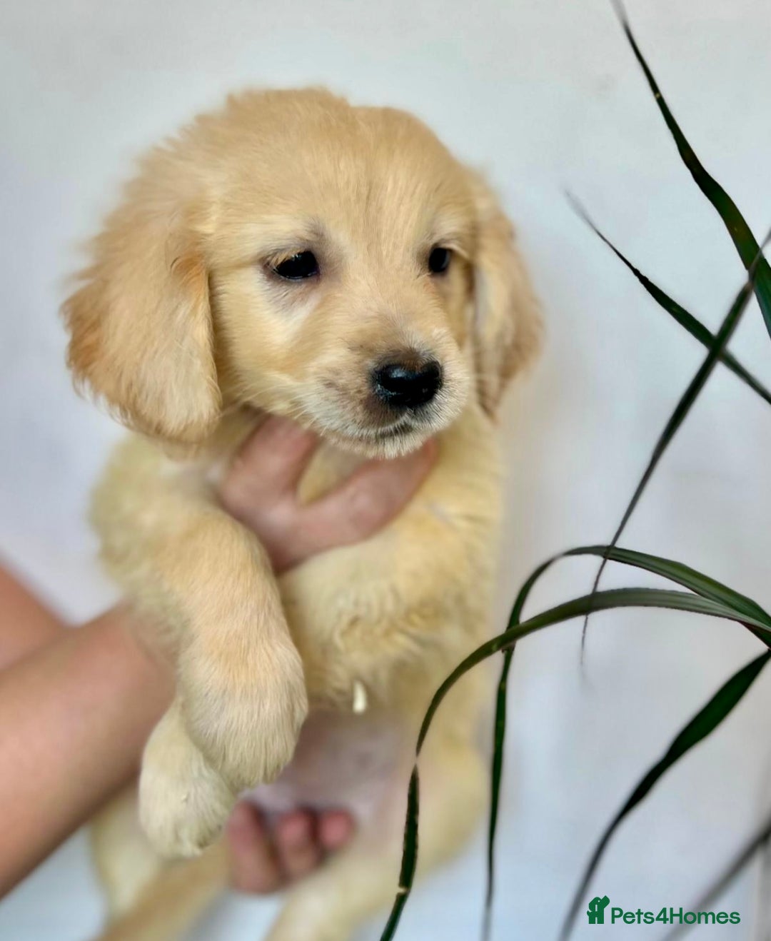Golden Retriever dogs for sale: 🌟Beautiful champion🏆Golden retriever puppies🌟  - Image 2