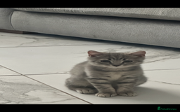 British Shorthair cats for sale: British shorthair kittens  - Image 1