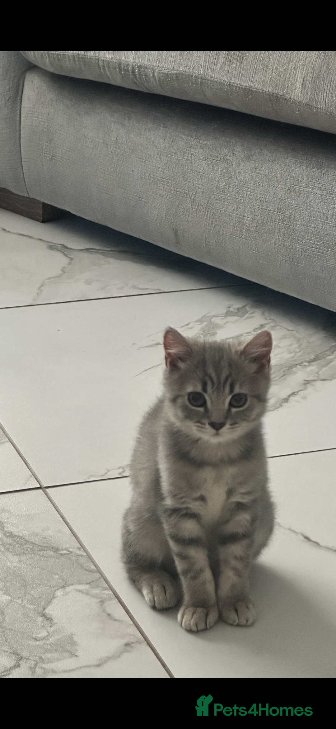 British Shorthair cats for sale: British shorthair kittens  - Image 1
