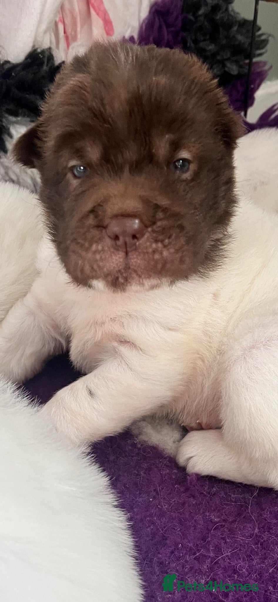 Shar Pei dogs Beautiful flower bears kc  - Advert 1