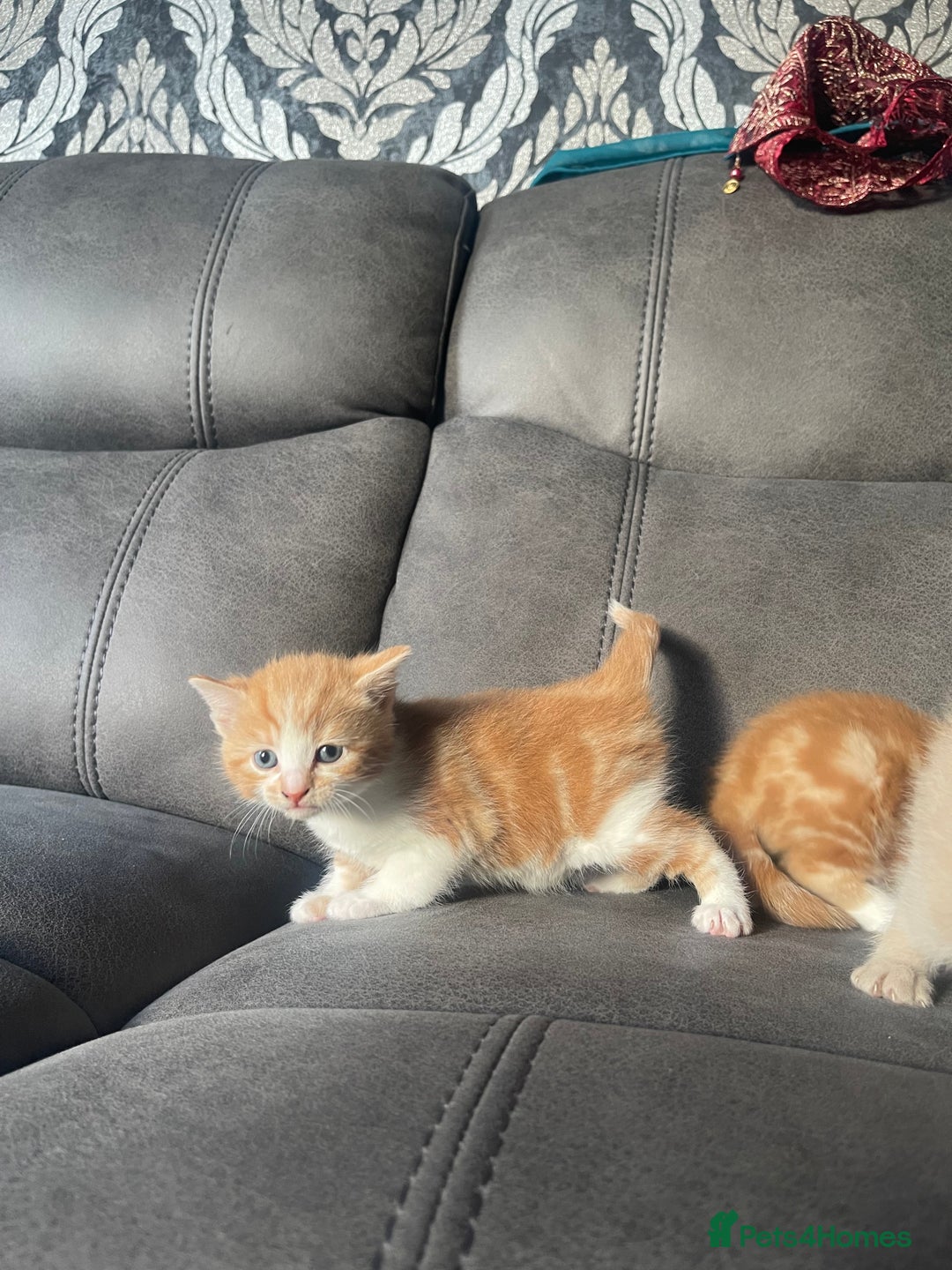 Mixed Breed cats for sale: 4 beautiful kittens for sale £200 each!! - Advert 3