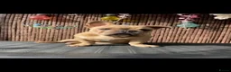 French Bulldog dogs for sale: French Bulldog MALE - Advert 3
