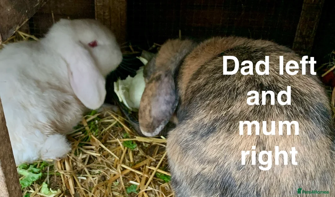 Mini Lop rabbits for sale: Baby Mini Lop Bunnies  - Advert 12