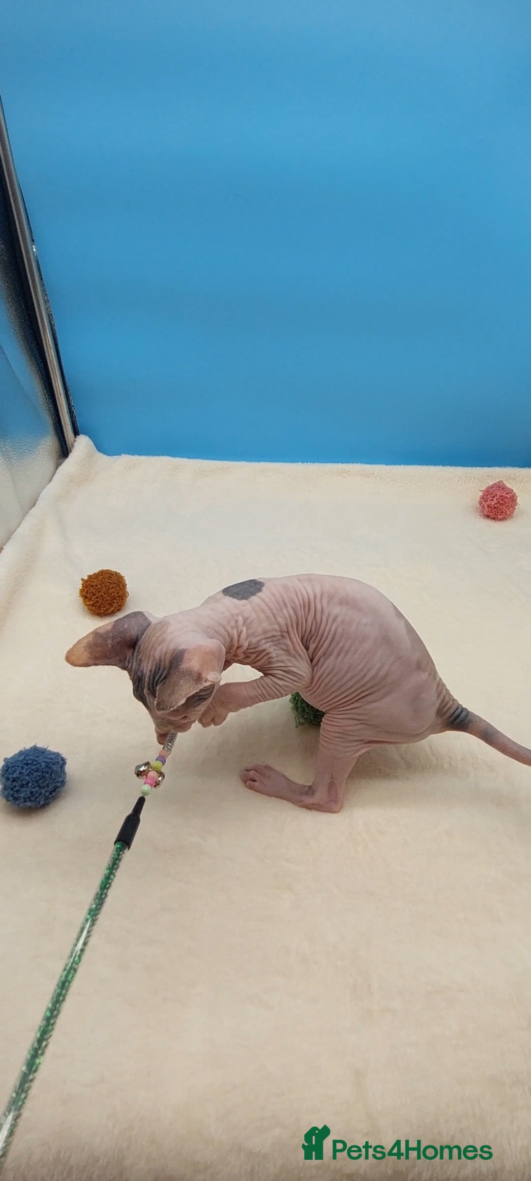 Sphynx cats for sale: Sphynx Kittens – Males & Female – International ✅ - Advert 24