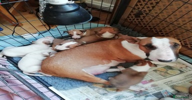 English Bull Terrier dogs - Advert 14