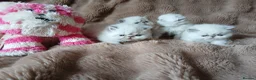 Exotic cats for sale:  Pedigree GCCF Registered Persian Exotic's  - Advert 22