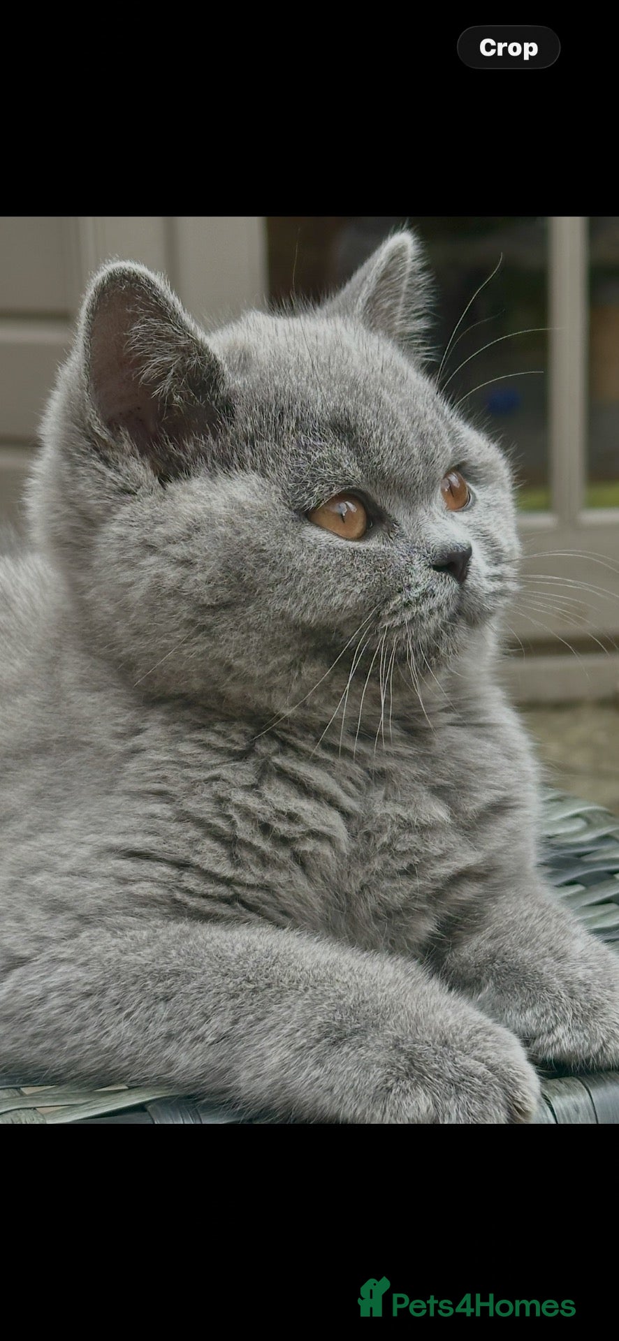 British Shorthair cats Reduced, ready now - Advert 1