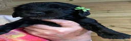 Cocker Spaniel dogs for sale: Pedigree Show Cockers - Advert 4